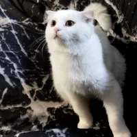 اسکاتیش فلد سفید مو کوتاه