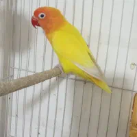 کوتوله سرلاکی جفت کارداده نریاماده تک باضمانت کتبی