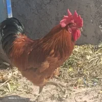 خروس فروشی