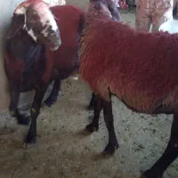 قوچ