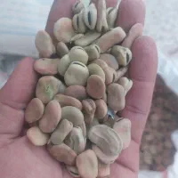 فروش باقلی درجه یک