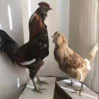مجسمه مرغ و خروس تزئینی کلکسیونی