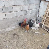فروش چهار عدد مرغ و یک خروس محلی