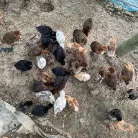 جوجه یک ماهه