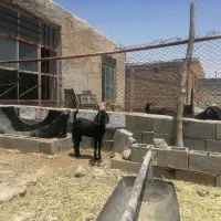 کهره|حیوانات مزرعه|کربال, |دیوار