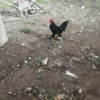 مرغ و خروس گلین معاوضه با مرغ وخروس لاری