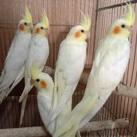عروس لوتینو