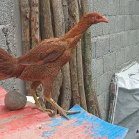 مرغ لاری و جوجه لاری