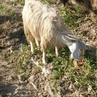 بز کهره دار داشتی