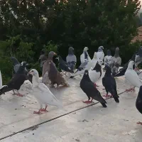 دسته کفتر