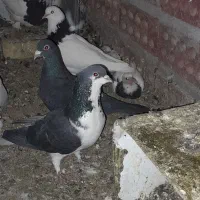 نر ماده سینه ای