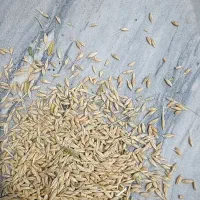 فروشنده جو محلی محصول امسال