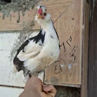 جوجه گلین