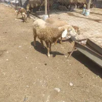 میش|حیوانات مزرعه|گرمخان, |دیوار