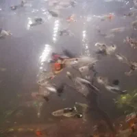ماهی کوپی 2.3 ماهه