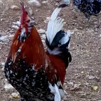 جوجه غاز .مرغ و اردک
