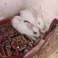 خرگوش جفت
