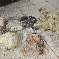 سنگ مرجان  خاک ماسه  چوب اکواریوم