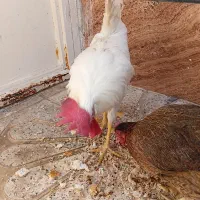 خروس و مرغ و جوجه