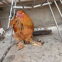 خروس اصل براهما