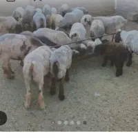 ۳۶ عدد گوسفند