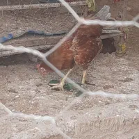 فروش جوجه محلی