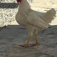 خروس|حیوانات مزرعه|مسجد سلیمان, |دیوار