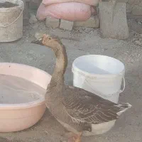 خروس و مرغ ۶ ماهه و قو غاز ماده