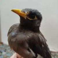 مرغ مینا