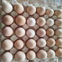 تخم مرغ نطفه دار و جوجه یک روزه محلی