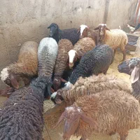 بره نر پرواری