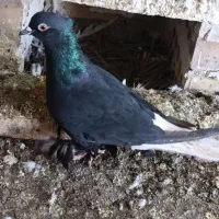 دمبی|پرنده|بهبهان, |دیوار