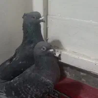 دو جفت ن ر و مادا با تخم