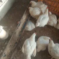 مرغ فروشی آسمان زیر قیمت شهرک