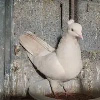 ماده زرد عروسک