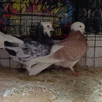 کفتر کبوتر هما طوقی