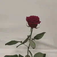 گل ملی دارم فروشی
