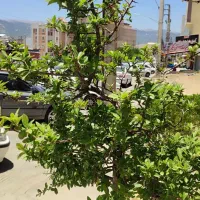 فروش-مسکن-مهر-جمعه-بازار-همکف-سند-تک-برگ