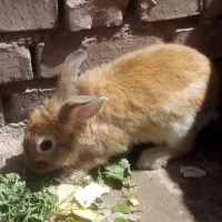خرگوش نر
