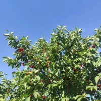 باغ سند دار تکمیل