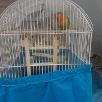 طوطی برزیلی  ماده