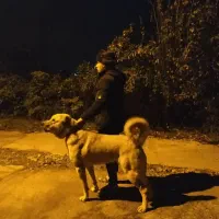 سگ پژدر