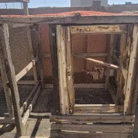 قفس یا آغل توری محکم سالم بزرگ ومعاوضه با قناری