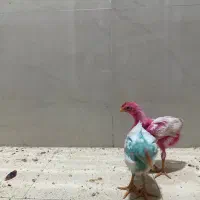 جوجه رنگی