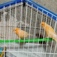 قناری|پرنده|ایرانشهر, |دیوار