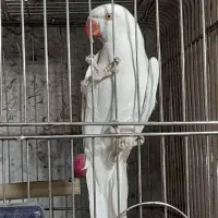 دو عدد طوطی ملنگو البینو چشم شرابی نر مست دو ساله