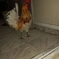 خروس