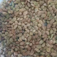 بذریونچه اسپرس ۳۴۰هزار