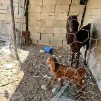 تیشتر پاکستانی لنگه سه قلو همراه دو بزغاله