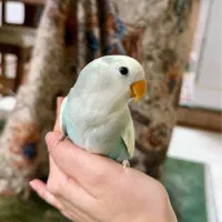 کوتوله ناز و دوستداشتنی